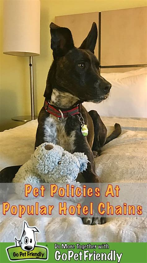 does hampton inn allow dogs.